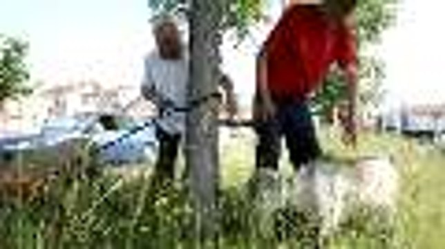 Des boucs et des moutons pour tondre le bord des routes à Angoulême