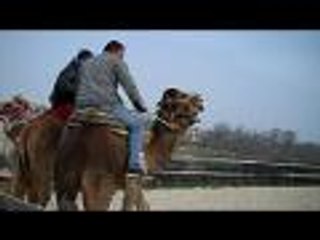 Les dromadaires à Dienné (vidéo Christelle Lasaires)