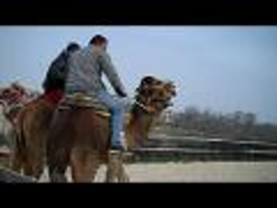 Les dromadaires à Dienné (vidéo Christelle Lasaires)