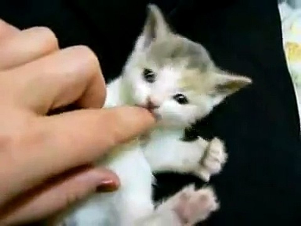 Small Cute Kitten