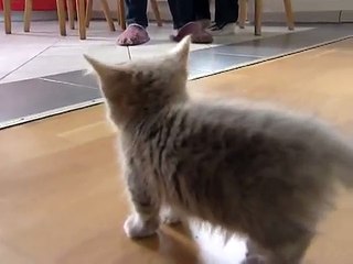 Cute munchkin baby kitten talks too much