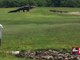 Goliath gator spotted at Palmetto golf course