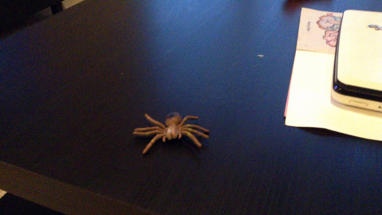 world biggest spider