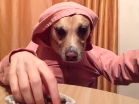 Best Fails Vines Compilation - Top Fail Vines June 2016 | Funny Vines Animal, Vines Cat, Vines Dog