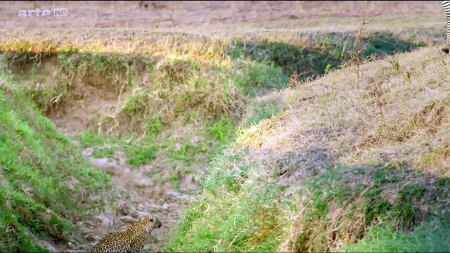 Afrique: Les Arbres De La Vie e01 Le Kigelia