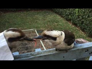 Kookaburras Go Head to Head in Ultimate Game of Tug-O-War