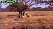 Biggest wild animal fights   CRAZIEST Animals Attack Caught   Crazy animal attack, funny animal 11