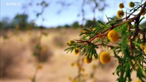 Afrique: Les Arbres De La Vie e02 L'acacia