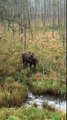 Our first Upper Peninsula moose sighting