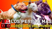 Las 12 razas de perros más peligrosos del mundo - EADD TV / VIDEO CAHNNEL
