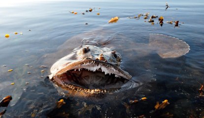 Top 10 Ugliest Animals on Our Planet