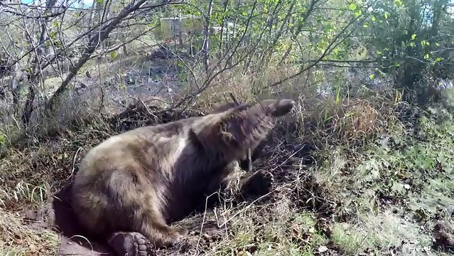 Лучший друг. История про дружбу человека и медведя гризли.