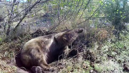 Лучший друг. История про дружбу человека и медведя гризли.
