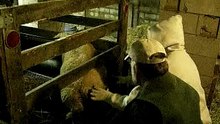 Ewe 2