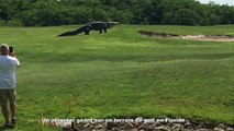 Un alligator géant sur un terrain de golf en Floride