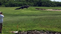 Real Or Fake Massive Monster Gator Takes A Stroll Through A Florida Golf Course
