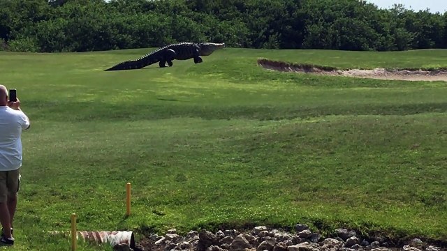 Real Or Fake Massive Monster Gator Takes A Stroll Through A Florida Golf Course