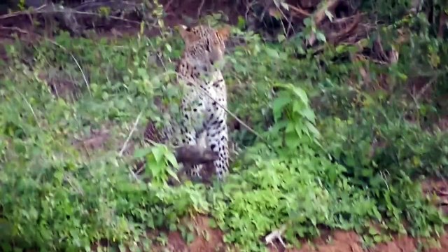2011 12-28 Sri Lanka - Yala National Park - Two Year Old Leopard Near Road