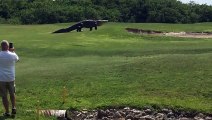 Ginormous Alligator Casually Strolls Across Golf Course In Florida
