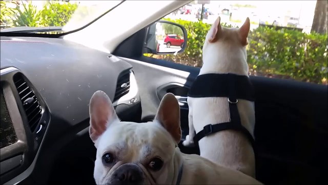 Ne jamais dire Parc pour chiens en présence de ces bouledogues