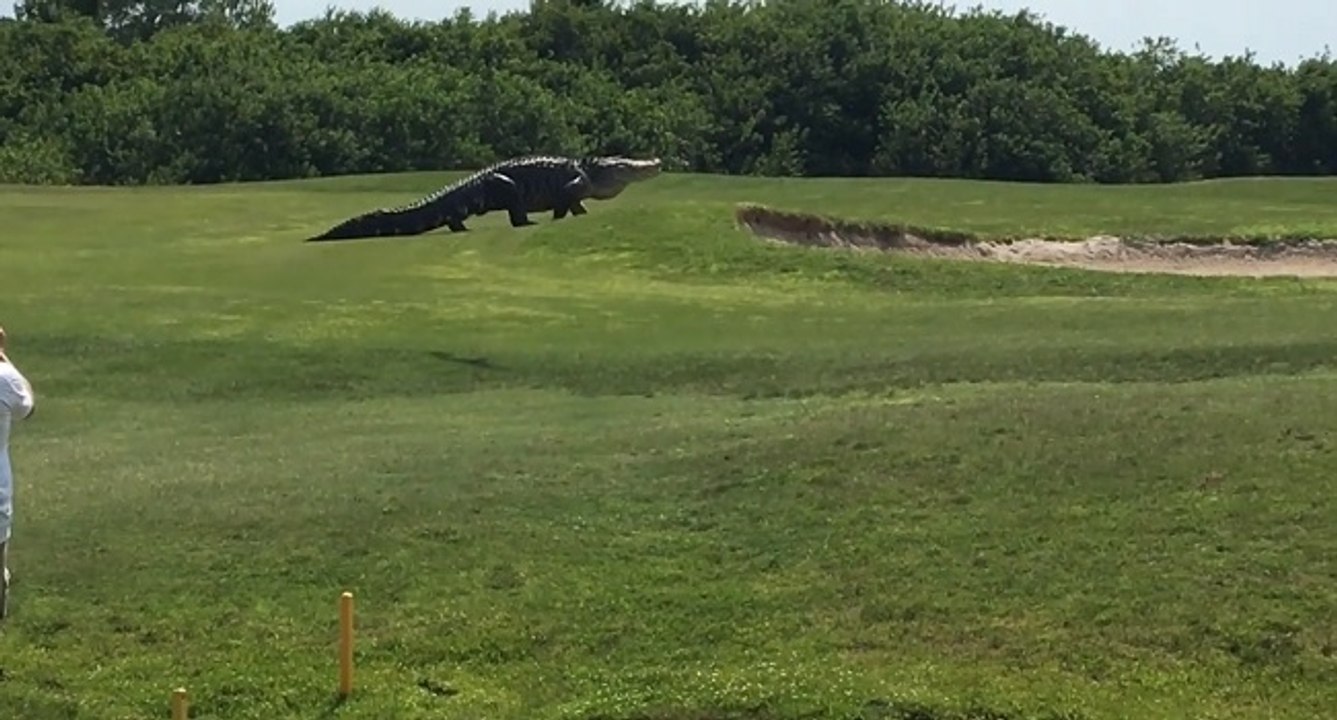 Il filme un énorme alligator sur un terrain de golf!