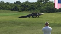 Monster-sized alligator caught on video roaming Florida golf course