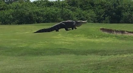 Görenler hayrete düştü: Golf sahasında dev timsah