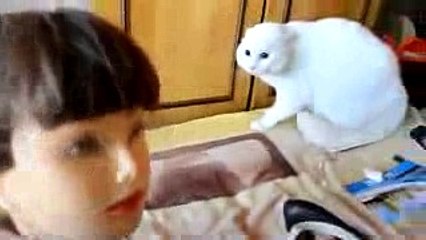 funny cat videos that will make you laugh so hard you cry for kids 240pHQ - YouTube