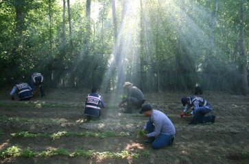Diyarbakır'ın Tarihi Hevsel Bahçeleri'nde 500 Bin Kök Uyuşturucu Yakalandı
