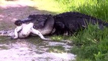 Un alligator mange un autre alligator