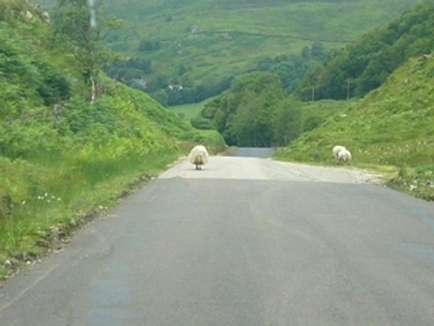 La chasse aux moutons en écosse...