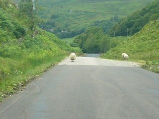 La chasse aux moutons en écosse...