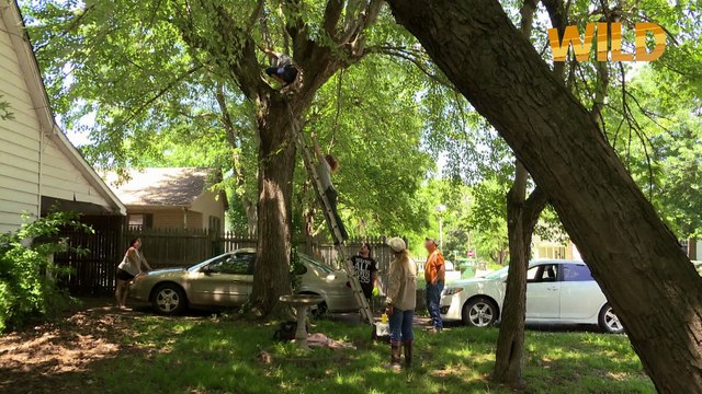 Bébés ratons laveurs en danger