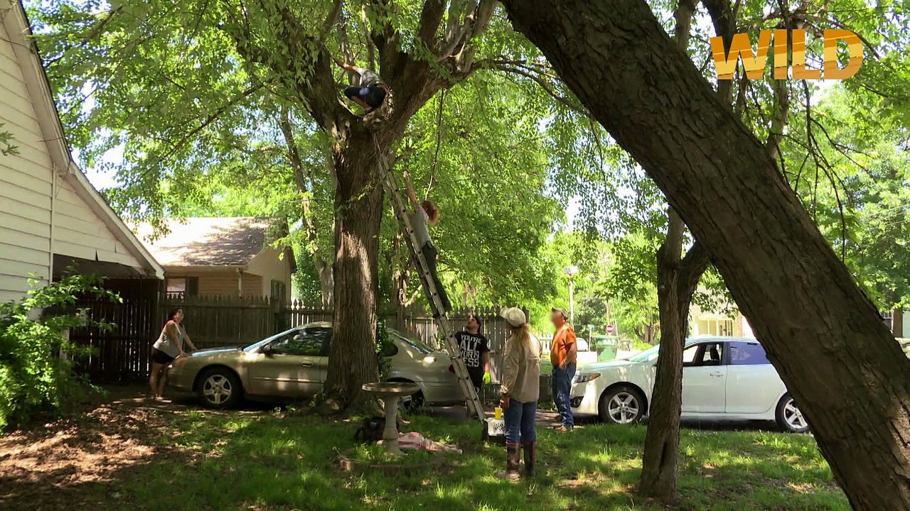 Bébés ratons laveurs en danger