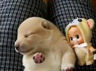 Un chiot en plein cauchemar est juste adorable!