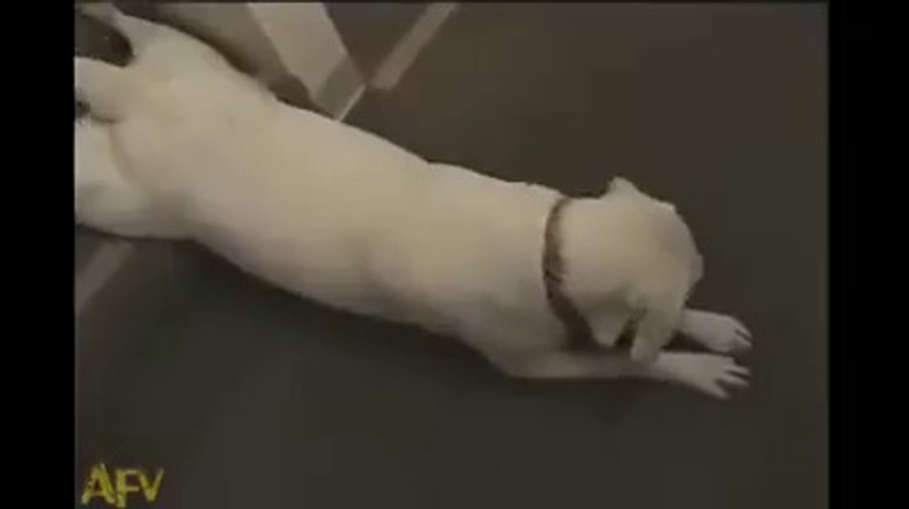 Des chiens foufous qui enchainent les fails - Compilation hilarante