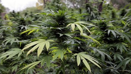 Ohio medical marijuana bill up for vote in Senate