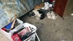 Puppies caught napping in pile of rubbish, they created