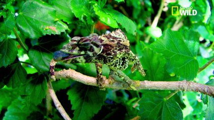 Les bébés caméléons