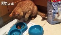Un chat qui mange comme un humain
