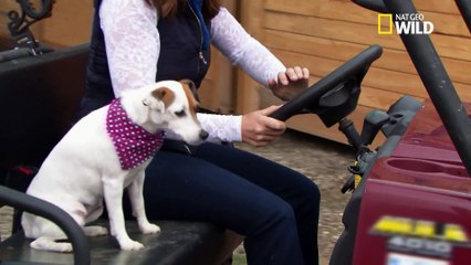 Des amis inséparables