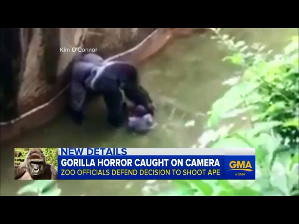 Cincinnati Zoo- Gorilla Incident. 2016