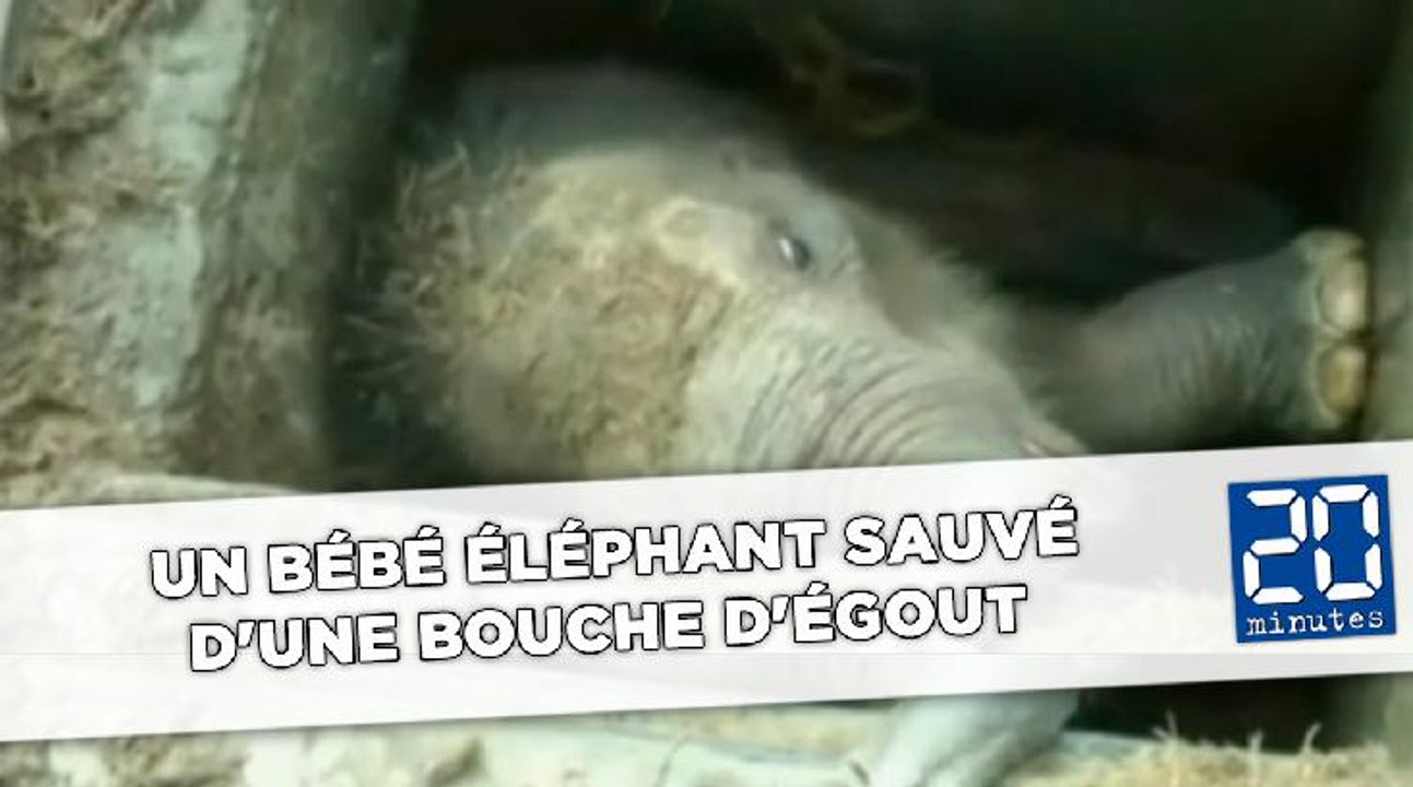 Un bébé éléphant sauvé d'une bouche d'égout au Sri Lanka