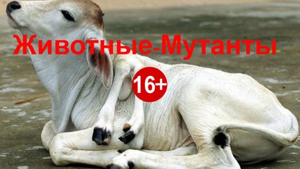 10 ЖИВОТНЫХ С ГЕНЕТИЧЕСКИМИ ОТКЛОНЕНИЯМИ (МУТАНТЫ)  ЭТО УЖАС +16