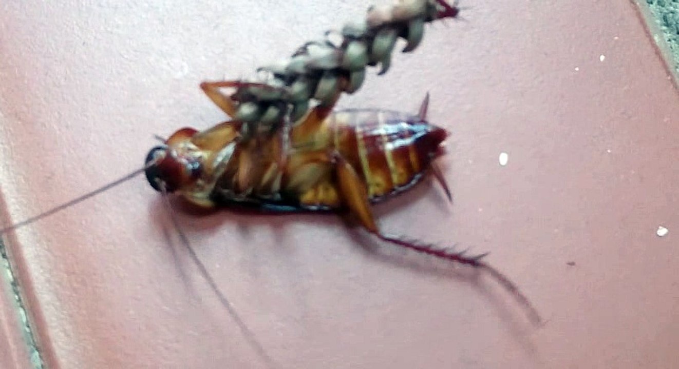 Madeiran Cockroach