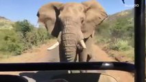 Arnold Schwarzenegger Is Charged By An Elephant On Safari