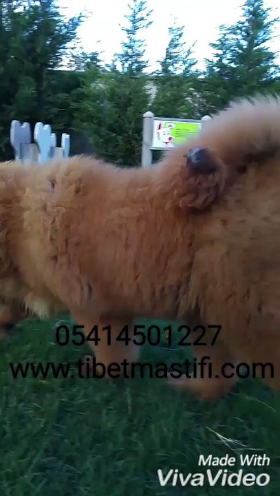 tibet mastifi özellikleri 05414501227