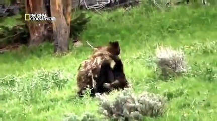 Bear against Wolves, fight for supermacy, Documentary