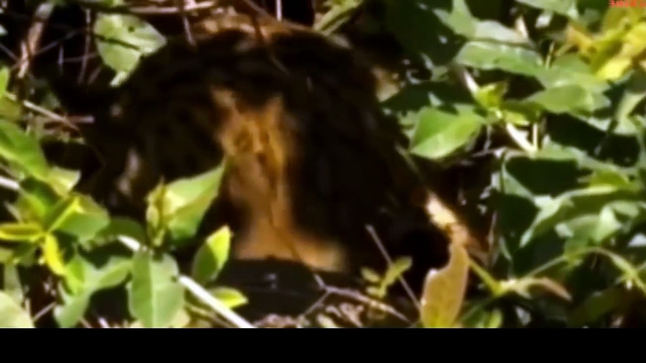 Best Moment Leopard_ Lion_ Jaguar Vs Crocodile Fights