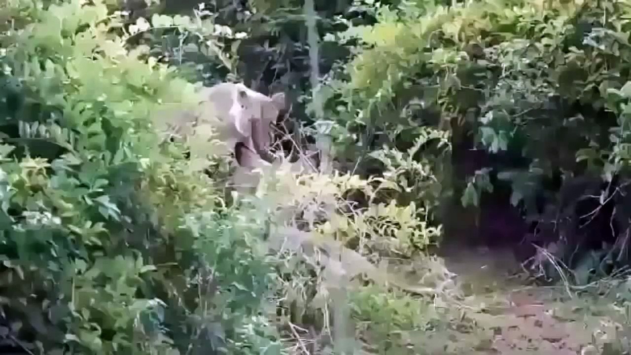 Best Moment Wild Animal Attacks - Lion_ Crocodile_ Hyena_ Hippo